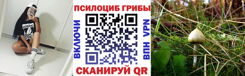 Галлюциногенные грибы Psilocybine cubensis  купить закладку  Котово 